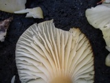 Cuphophyllus virgineus image