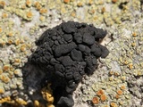 Lichinella nigritella image