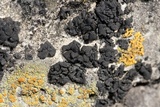Lichinella nigritella image