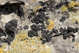 Lichinella nigritella image