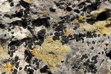 Lichinella nigritella image