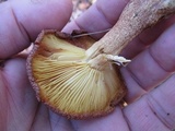 Tricholomopsis rutilans image