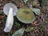 Russula aeruginea image