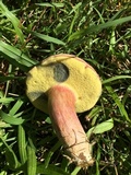 Boletus patrioticus image