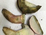 Boletus patrioticus image