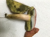 Boletus patrioticus image