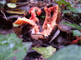 Clathrus crispus image