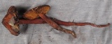 Phaeocollybia redheadii image
