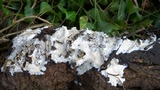 Antrodiella incrustans image