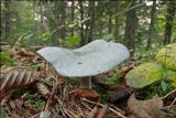 Clitocybe odora image