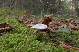Clitocybe odora image