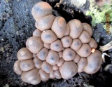 Lycogala epidendrum image