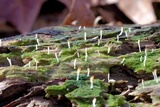 Multiclavula mucida image