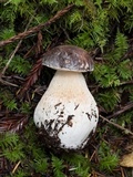 Boletus regineus image