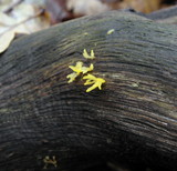 Calocera cornea image