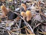 Clavariadelphus pistillaris image