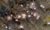 Volutella ciliata image