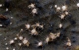 Volutella ciliata image