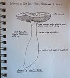 Amanita smithiana image