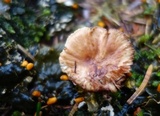 Pleurotopsis longinqua image