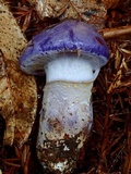 Cortinarius subfoetidus image