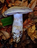 Cortinarius subfoetidus image