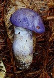 Cortinarius subfoetidus image