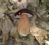 Tylopilus badiceps image