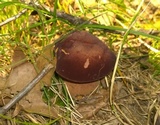 Tylopilus badiceps image