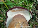 Tylopilus badiceps image