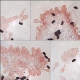 Psathyrella bipellis image