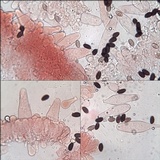 Psathyrella bipellis image