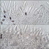 Psathyrella bipellis image