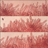 Psathyrella bipellis image