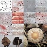 Psathyrella bipellis image