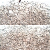 Psathyrella bipellis image