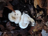 Hygrophorus sordidus image