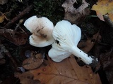 Hygrophorus roseobrunneus image