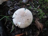 Hygrophorus roseobrunneus image