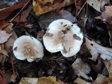 Hygrophorus roseobrunneus image