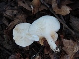 Hygrophorus roseobrunneus image