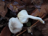 Hygrophorus occidentalis image