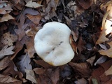 Hygrophorus occidentalis image