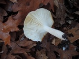 Hygrophorus occidentalis image