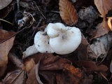 Hygrophorus occidentalis image