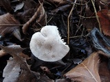 Tricholoma scalpturatum image