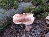 Tricholoma fulvum image