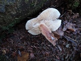 Tricholoma fulvum image