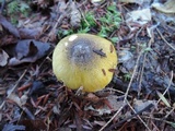 Tricholoma subsejunctum image