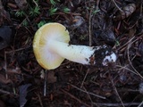 Tricholoma subsejunctum image